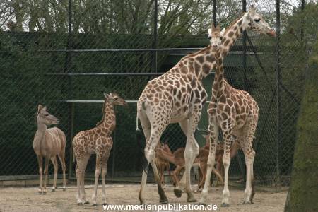 Hagenbeck 14022008 006