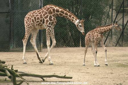 Hagenbeck 14022008 007