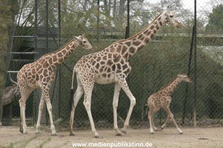 Hagenbeck 14022008 008