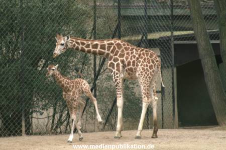 Hagenbeck 14022008 010