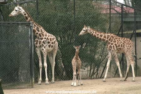 Hagenbeck 14022008 011
