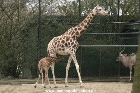 Hagenbeck 14022008 012