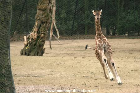 Hagenbeck 14022008 013