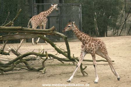 Hagenbeck 14022008 015