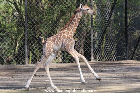 Hagenbeck 16042014 002
