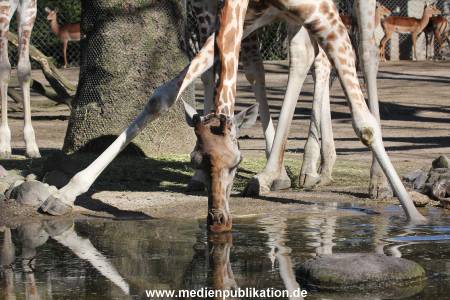 Hagenbeck 16042014 003