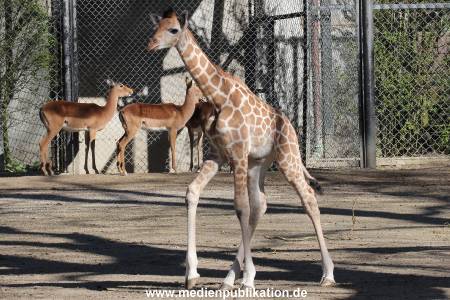 Hagenbeck 16042014 004