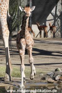 Hagenbeck 16042014 005