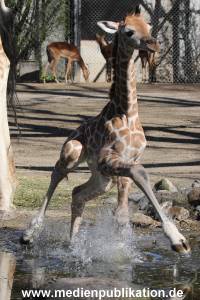 Hagenbeck 16042014 007