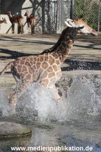 Hagenbeck 16042014 008