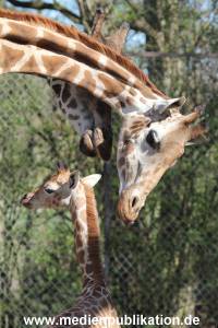 Hagenbeck 16042014 011
