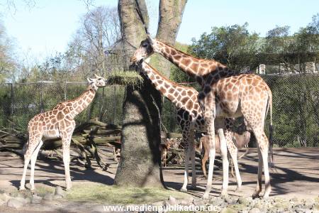 Hagenbeck 16042014 012