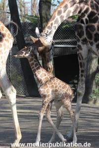 Hagenbeck 16042014 013