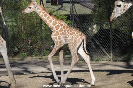 Hagenbeck 16042014 015