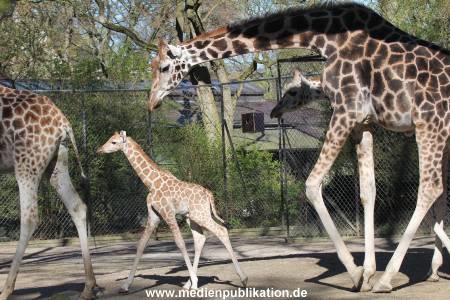 Hagenbeck 16042014 016