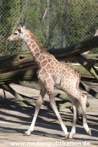 Hagenbeck 16042014 017