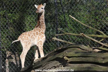 Hagenbeck 16042014 018