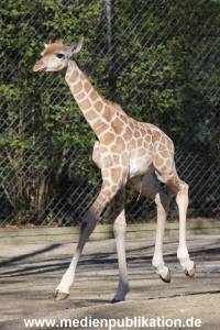 Hagenbeck 16042014 019
