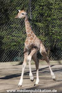 Hagenbeck 16042014 020