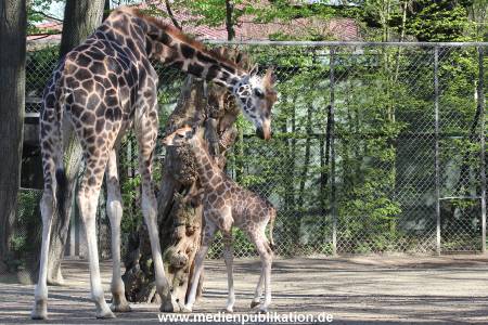 Hagenbeck 16042014 021
