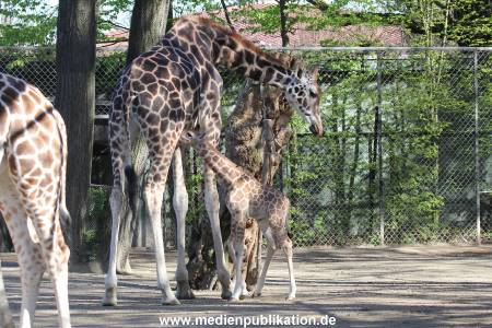 Hagenbeck 16042014 023