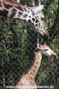 Hagenbeck 16042014 024