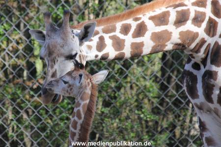 Hagenbeck 16042014 025