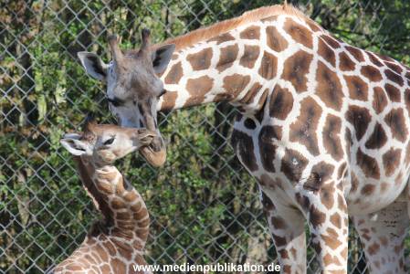 Hagenbeck 16042014 027