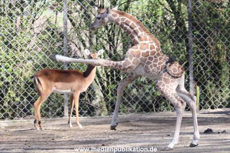 Hagenbeck 16042014 028