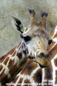 Hagenbeck Archiv 15032009 048.jpg