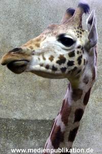 Hagenbeck Archiv 15032009 049.jpg