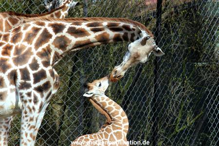 Hagenbeck Fruehling 12042012 064