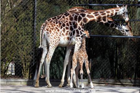 Hagenbeck Fruehling 12042012 065