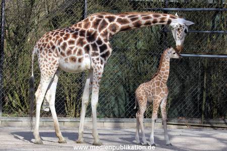 Hagenbeck Fruehling 12042012 066