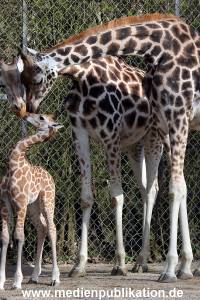 Hagenbeck Fruehling 12042012 081