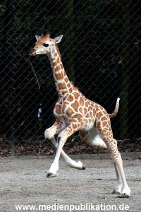 Hagenbeck Fruehling 12042012 082