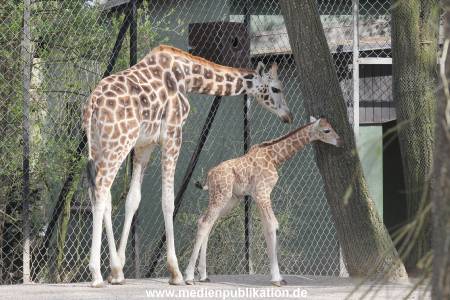 Hagenbeck Giraffenunfall 16042015 001