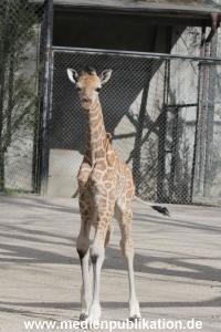 Hagenbeck Giraffenunfall 16042015 004
