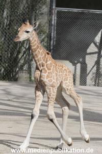Hagenbeck Giraffenunfall 16042015 005