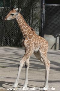 Hagenbeck Giraffenunfall 16042015 006