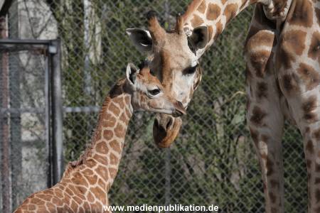 Hagenbeck Giraffenunfall 16042015 007