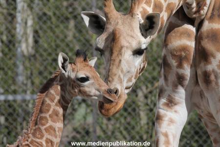 Hagenbeck Giraffenunfall 16042015 008