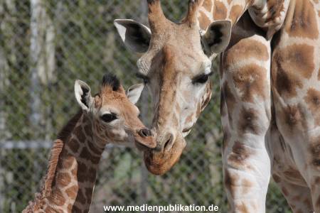 Hagenbeck Giraffenunfall 16042015 009