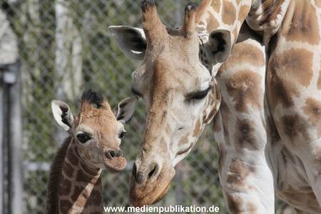 Hagenbeck Giraffenunfall 16042015 010