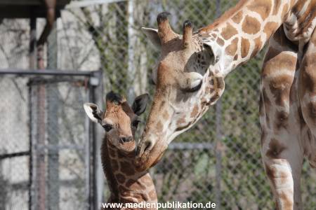 Hagenbeck Giraffenunfall 16042015 011