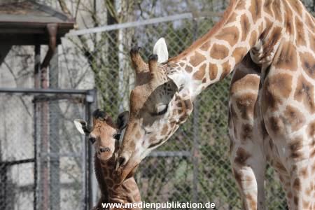 Hagenbeck Giraffenunfall 16042015 012