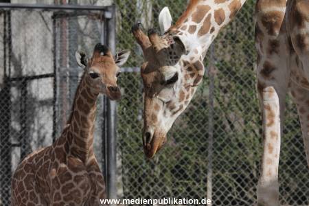 Hagenbeck Giraffenunfall 16042015 013
