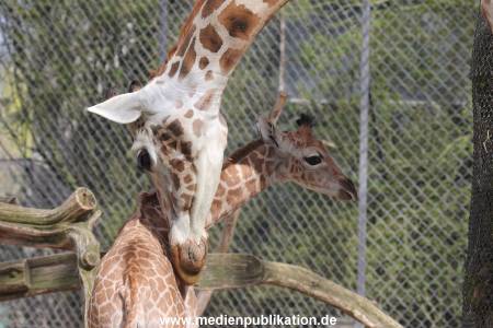 Hagenbeck Giraffenunfall 16042015 014