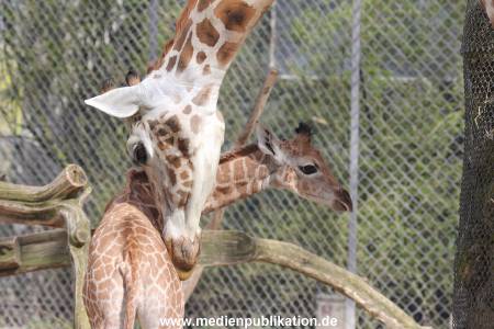 Hagenbeck Giraffenunfall 16042015 015