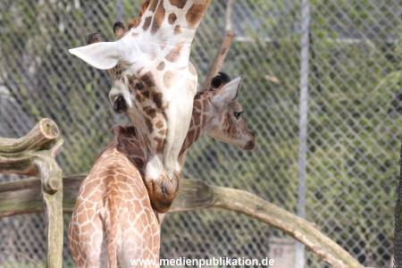Hagenbeck Giraffenunfall 16042015 016